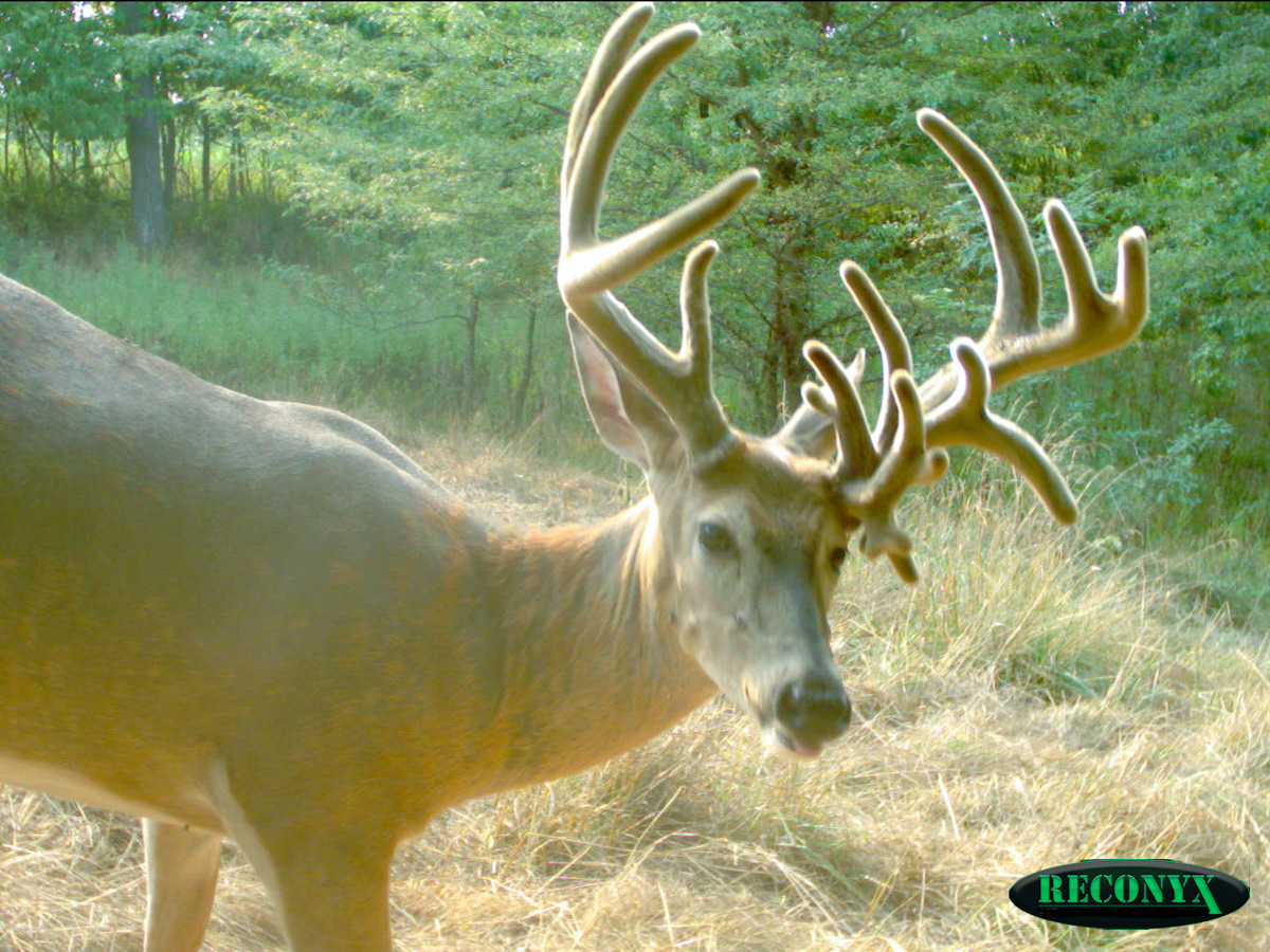 2012 Trail Cam Photos