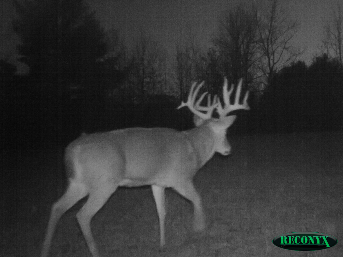2011 Trail Cam Photos