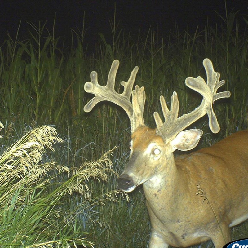 Deer on Game Camera