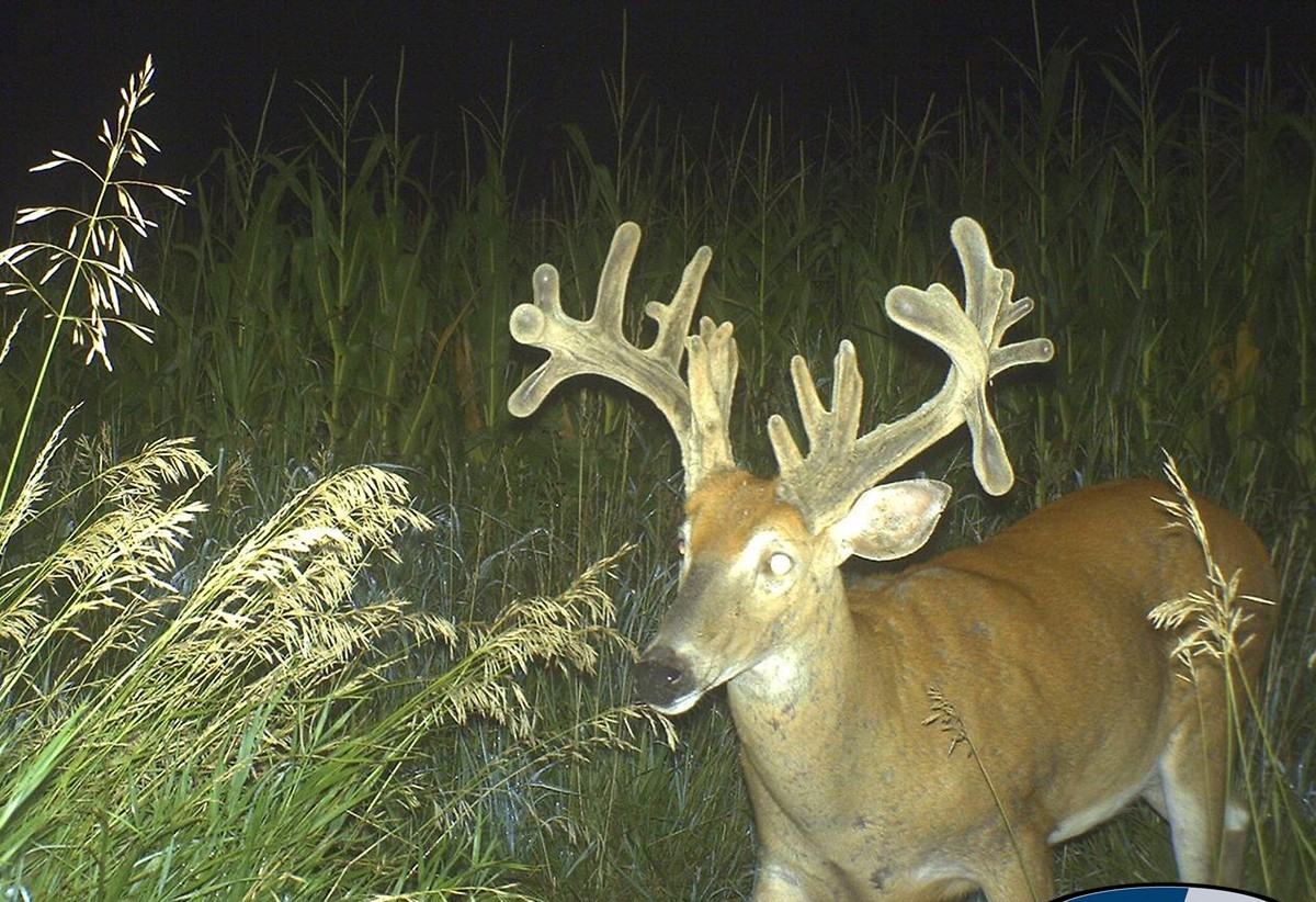 2015 Trail Cam Hit List Begins