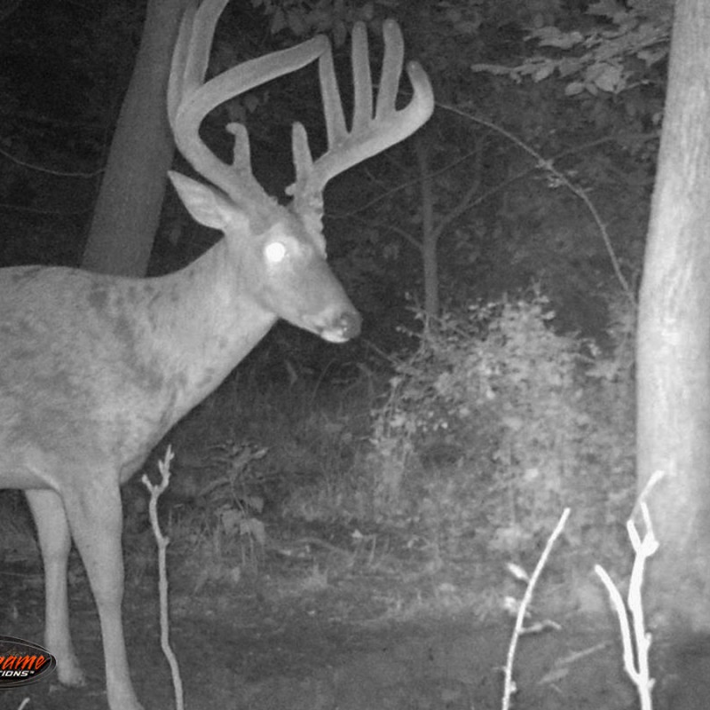 trail camera picture