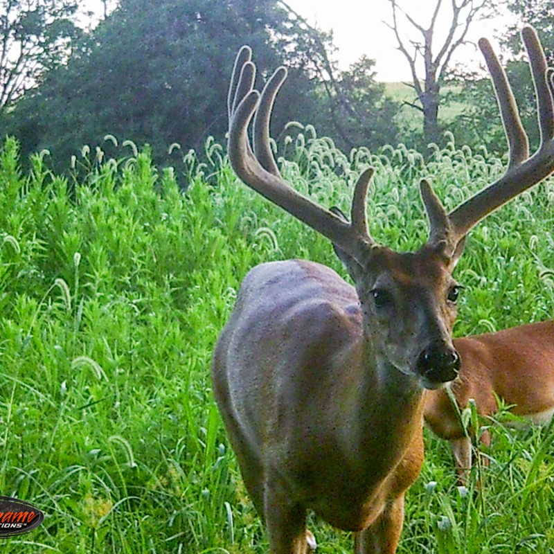 game camera