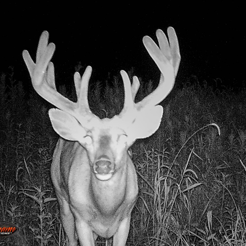 illinois deer