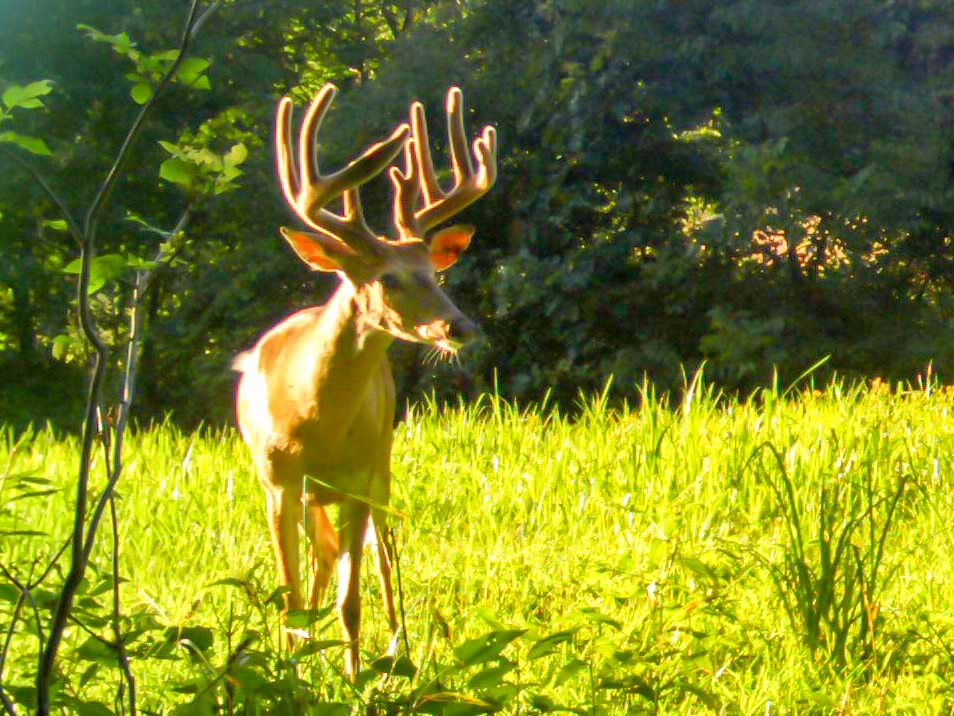 Show Me The Deer