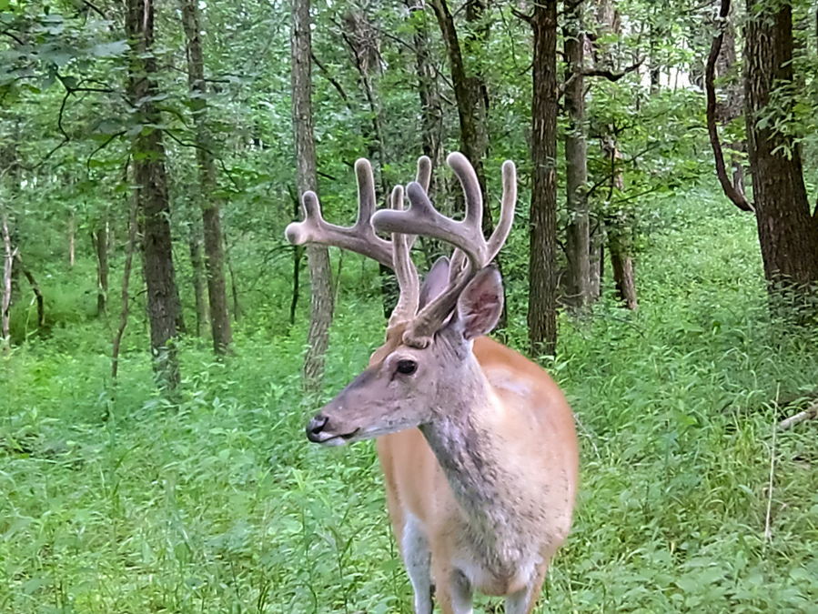 The Hadley Creek Trail Cam Strategy