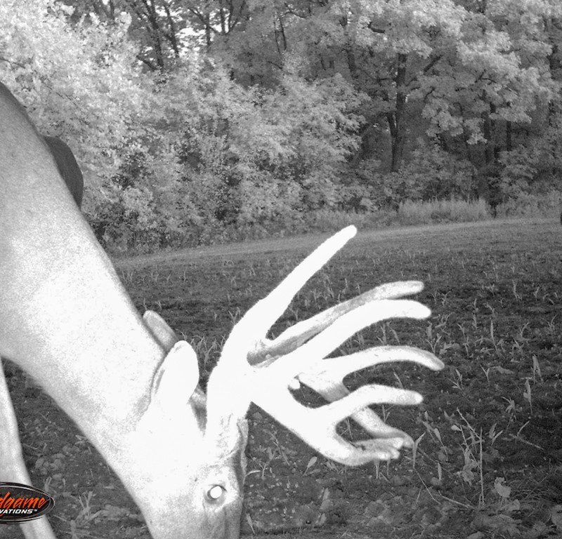 Whitetail Trail Cam
