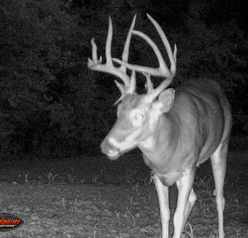whitetail hunting