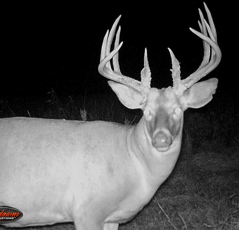 Whitetail Hunt