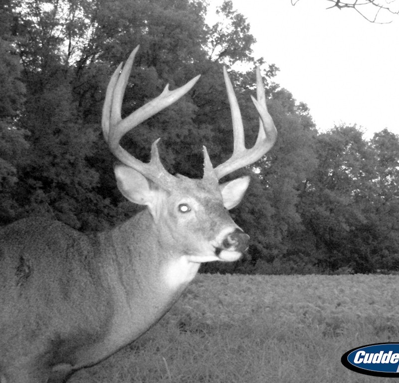 whitetail deer