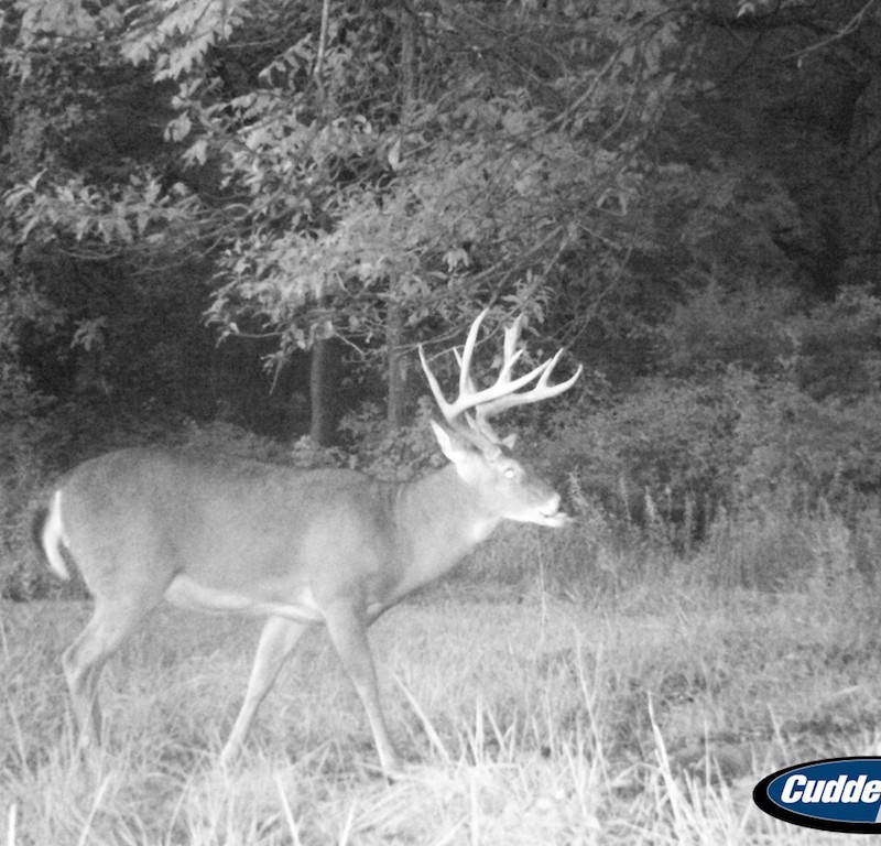 Deer Hunting
