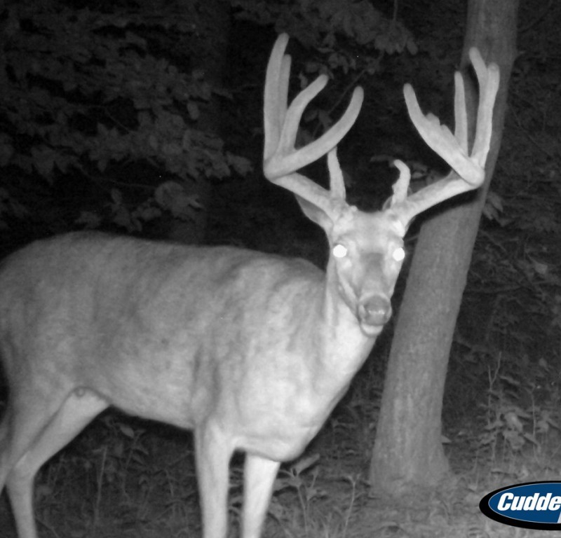 Whitetail Hunting Land