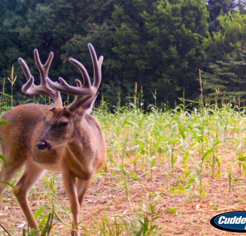 Farming and Hunting Land