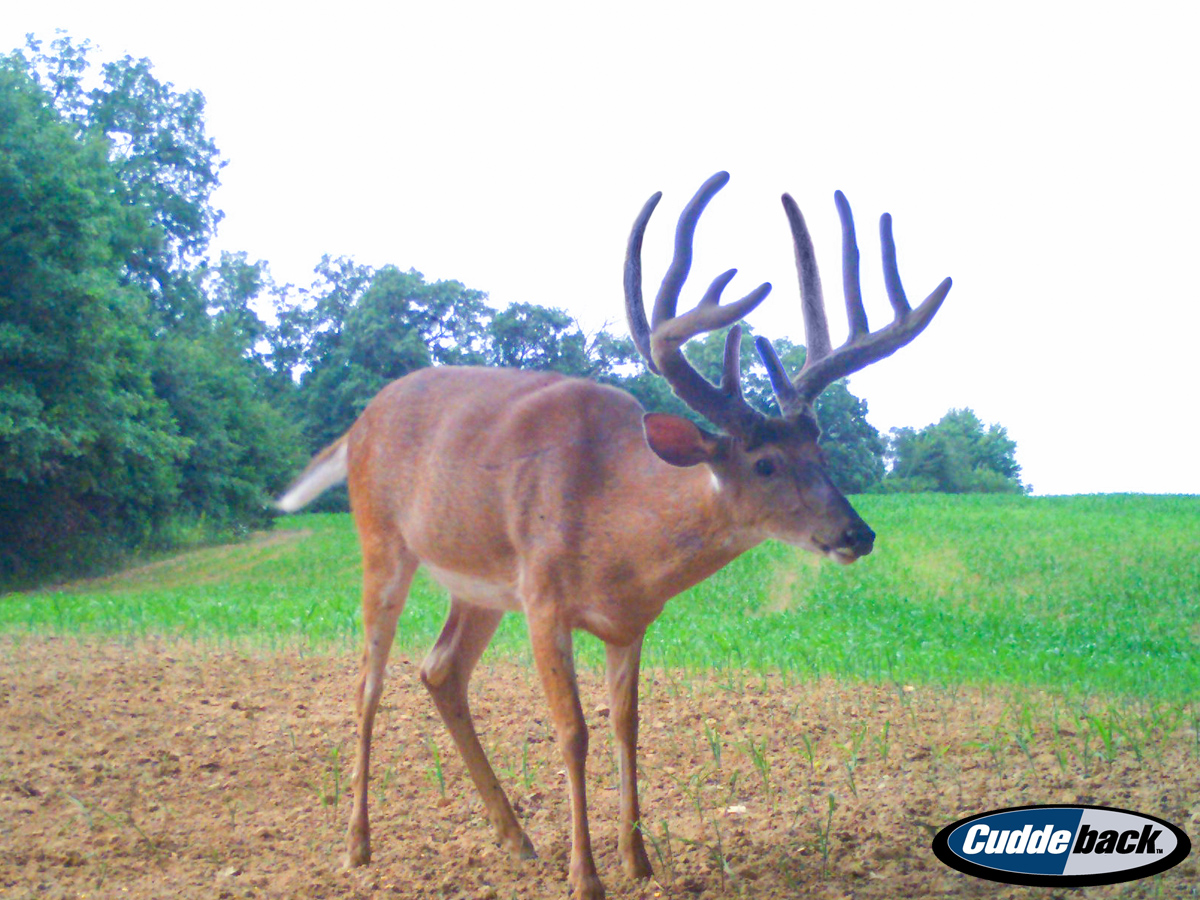 New Trail Cam Pics and the 2017 Hadley Creek Hit List