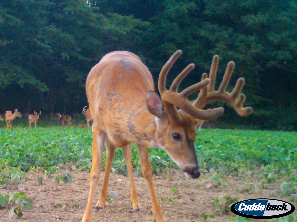 Openings Now Available for the 2017 Hunting Season