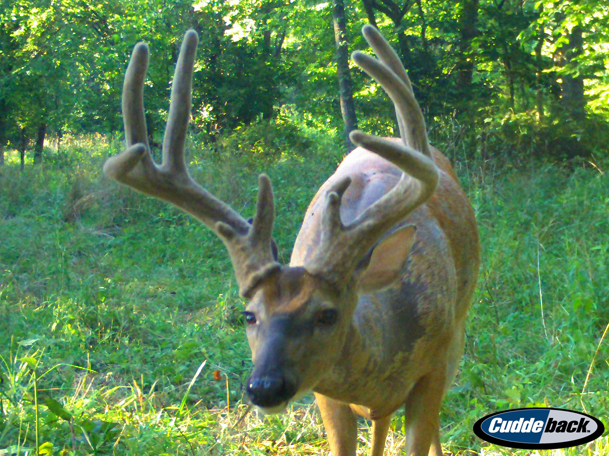 New Video and Additions to the Trail Cam Hit List