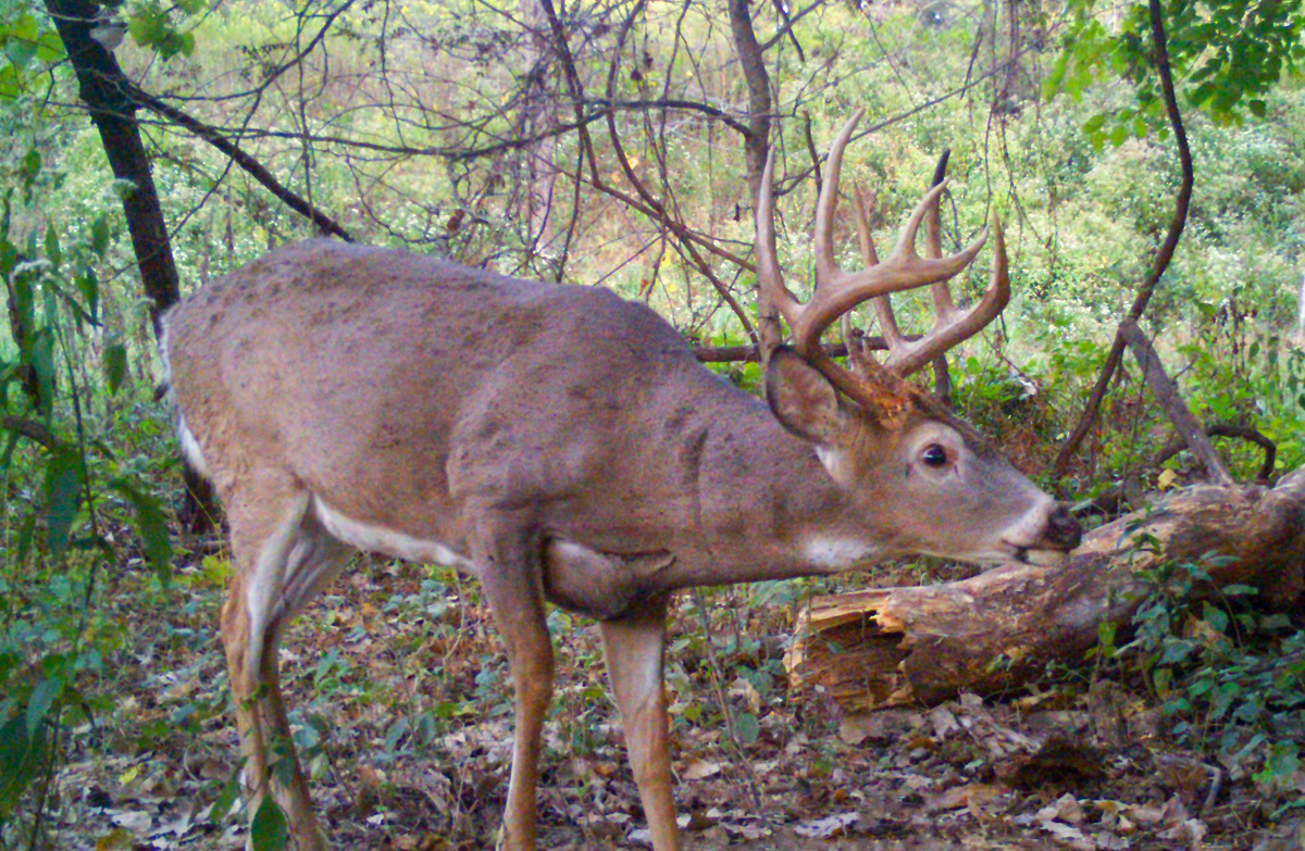 Hadley Creek’s Tree Stand Tips: 5 Rules for Success