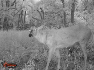 Whitetail Trail Cam Photo