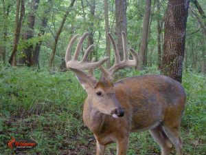 Illinois Trail Cam Deer