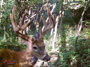 Deer in Adams County, Illinois