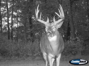 Whitetail Buck