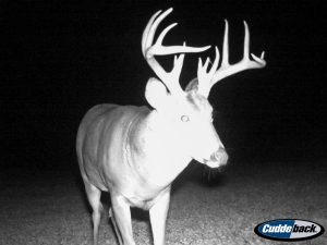 Trail Cam