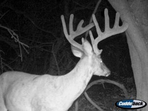 Trail Cam Photo