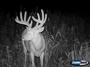 Whitetail Buck in Illinois