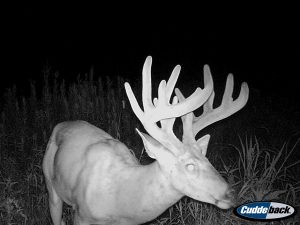 Trail Camera Photo