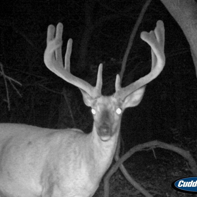Trail Cam Deer Photos