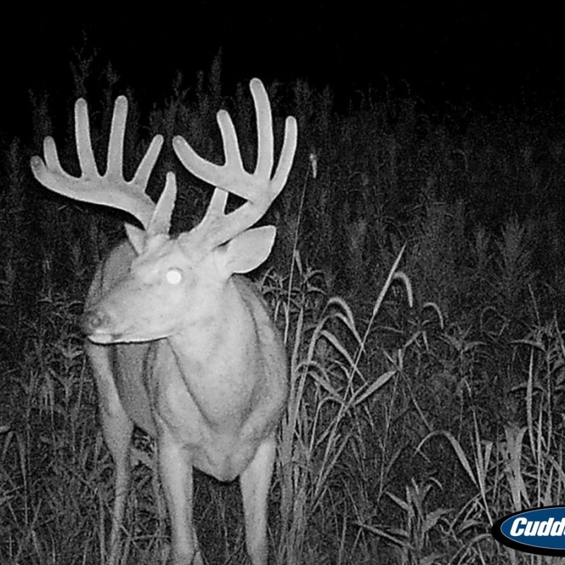 Whitetail Buck Trail Cam Photo