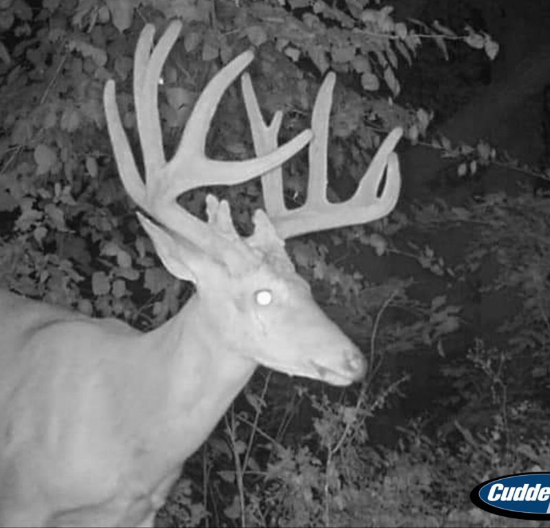 Illinois Whitetail