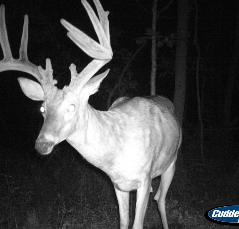 Trail Cam Whitetail