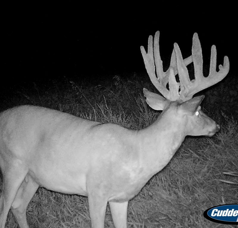 Trail Cam Photo