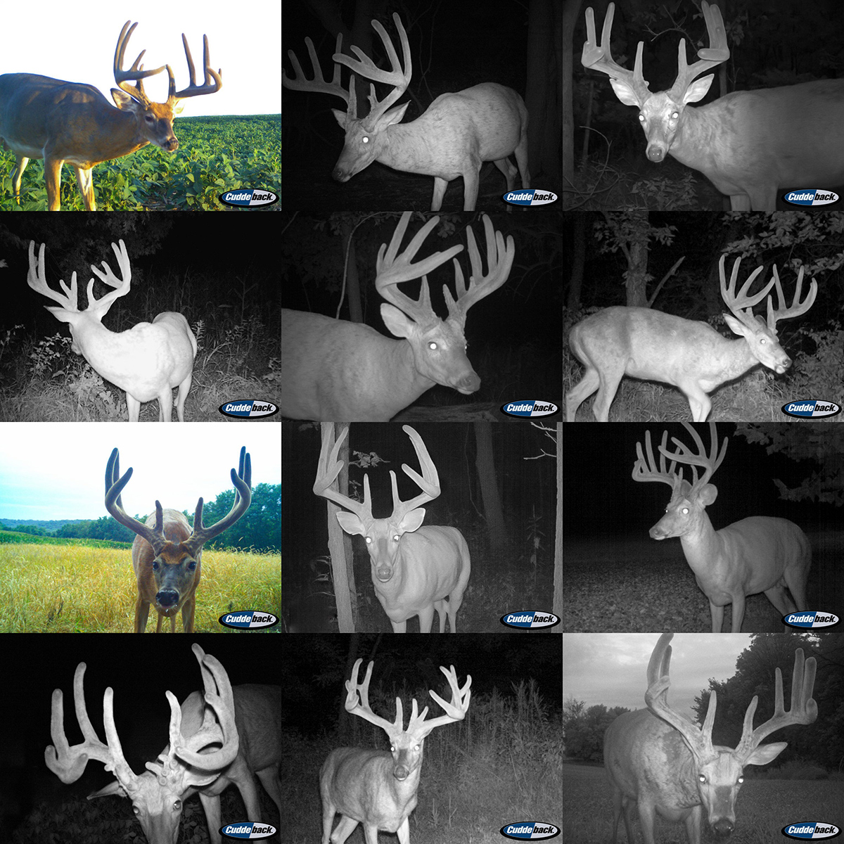Illinois whitetail trail cam photos